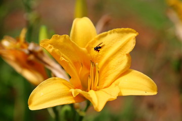 Flower pollination by bees. Yellow Color Lily (hemerocallis Hybridus) with diffuse green leaves and dark background
