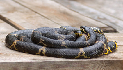 two snakes lie on the boards