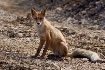 Wild fox in the mountains