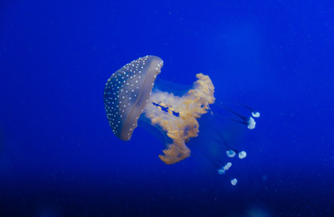 Jellyfish in the deep blue ocean with bright illuminance