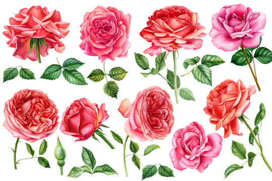 Big set of flowers roses, leaves, bud on an isolated white background, watercolor hand drawing, botanical painting