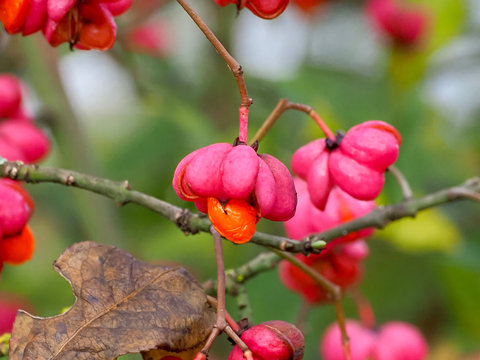 Pinkfarbene Pfaffenh&uuml;tchen als Winterfutter f&uuml;r Wildv&ouml;gel