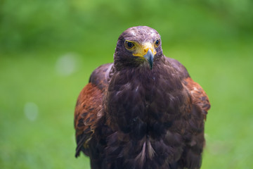 Closeup of a Harris Hawk (Parabuteo unicinctus), a medium-large bird of prey from the southwestern United States south to Chile and Argentina