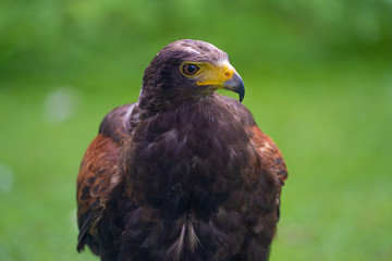 Closeup of a Harris Hawk (Parabuteo unicinctus), a medium-large bird of prey from the southwestern United States south to Chile and Argentina