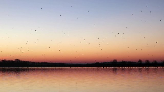 Thousands Of Birds Flying Of Off Water At Beautiful Dawn Sunrise.