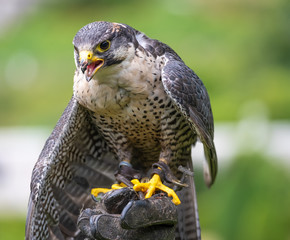 Closeup of a peregrine falcon (Falco peregrinus), a widespread bird of prey (raptor) in the family Falconidae.
