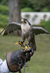 Closeup of a peregrine falcon (Falco peregrinus), a widespread bird of prey (raptor) in the family...