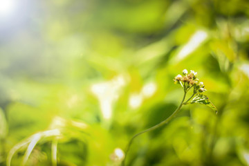 white flowers in garden