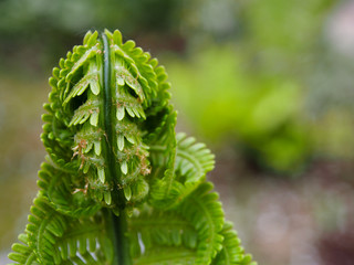 Blooming, beautiful fern leaves, natural floral background of fern in the sunlight.