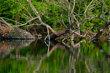 Spiegelung auf Wasseroberfläche