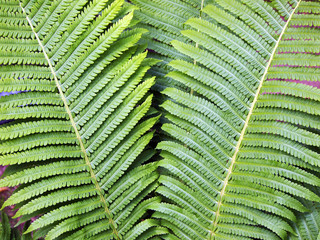 Beautyful ferns leaves, natural floral fern background in sunlight. 