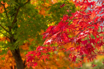  autumn leaf nature background