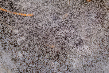 Spinnennetz mit Tautropfen am Morgen