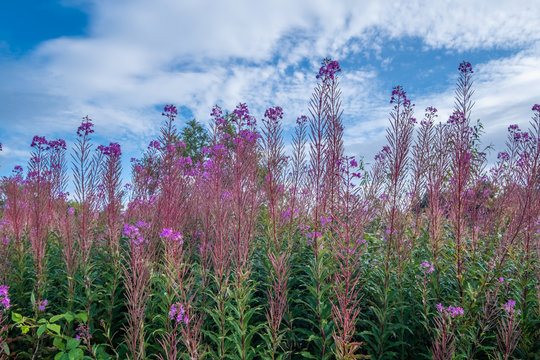 Late summer bloom in the far north of the Scottish Highlands