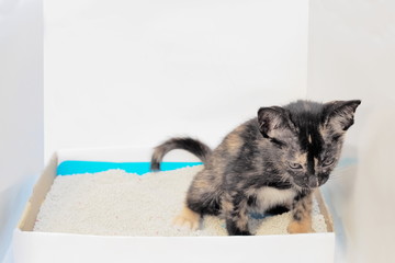 Portrait a multicolored small kitten shitting on white sand.