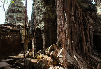 Trees grow through stones in Angkor Wat Temple in Cambodia