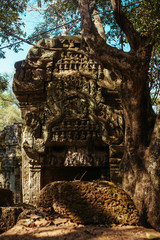 Trees grow through stones in Angkor Wat Temple in Cambodia