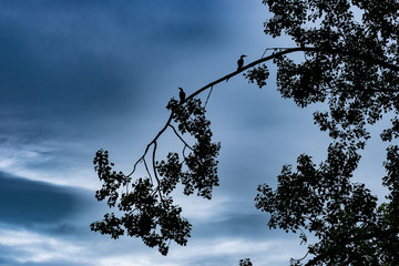 Kormorane auf Ast am Morgen