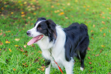 ボーダーコリー　犬　牧羊犬　シープドッグ
