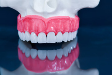 Upper human jaw model with a reflection on the glass