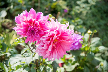 Obraz premium Close up of pink flowers