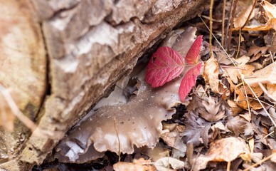 mushroom in forest