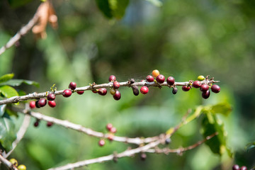 Close up of coffee bean 