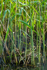 Teichhuhn auf seinem Nest versteckt