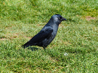 Closeup of a glossy black jackdaw on the ground in a grassy field