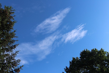 Fototapeta premium Angel on the sky