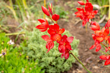 South african gladiolus, 