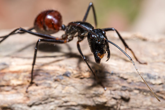 Giant forest ant (Camponotus gigas, genus Dinomyrmex) during a ecotourism jungle hike in Gunung Leuser National Park, Bukit Lawang, Sumatra, Indonesia