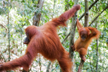 Beautiful female with baby Sumatran Orangutan (Pongo abelii) during a ecotourism jungle hike in Gunung Leuser National Park, Bukit Lawang, Sumatra, Indonesia
