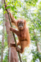 Beautiful baby Sumatran Orangutan (Pongo abelii) during a ecotourism jungle hike in Gunung Leuser National Park, Bukit Lawang, Sumatra, Indonesia © dennisvdwater