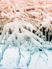 Snowfall in the forest. Snow on the tree branches close-up, winter background