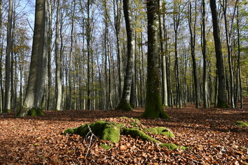 Autumn impressions from a Pomeranian forest in Darzlubie