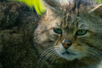 Europäische Wildkatze