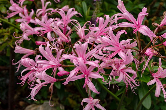 Nerine Bowdenii flowers in pink.