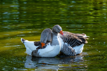 Pommern Gans bei der Paarung