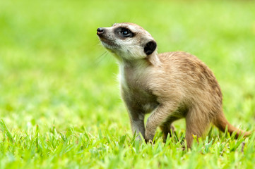 Meerkat, up close, standing in grass