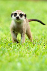 Meerkat, up close, standing in grass