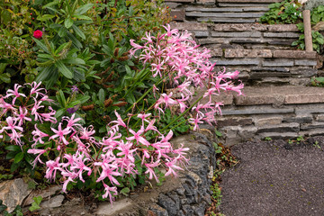 Nerine Bowdenii flowers in pink.