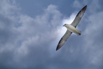 Herring gulls and fulmars flying in the rough winds of the island of Hoy, Orkney, Scotland
