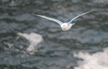 Herring gulls and fulmars flying in the rough winds of the island of Hoy, Orkney, Scotland