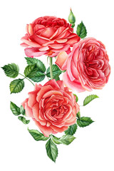 bouquet of roses on an isolated white background, watercolor hand drawing, botanical painting, vintage card