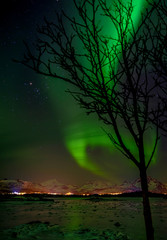 Obraz na płótnie Canvas Tree and aurora borealis