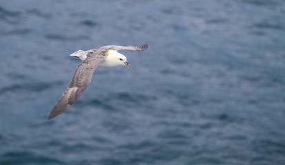 Fototapeta na wymiar Herring gulls and fulmars flying in the rough winds of the island of Hoy, Orkney, Scotland