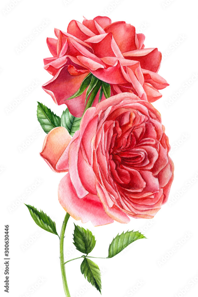 Wall mural bouquet of roses on an isolated white background, watercolor hand drawing, botanical painting