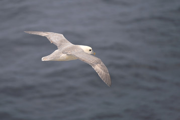 Herring gulls and fulmars flying in the rough winds of the island of Hoy, Orkney, Scotland