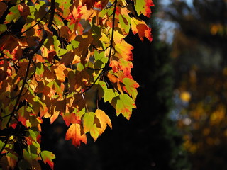 colorful foliage against fall background